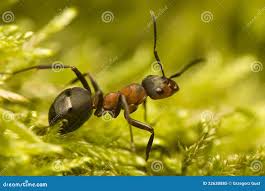 Attēlu rezultāti vaicājumam “Formica rufa imago”