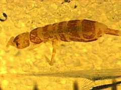 Attēlu rezultāti vaicājumam “Heteromurus nitidus”