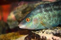 Image result for Symphodus melops