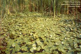 Attēlu rezultāti vaicājumam “Hydrocharis morsus-ranae fruit”