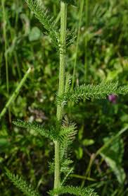 Attēlu rezultāti vaicājumam “Achillea salicifolia leaf”
