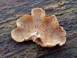 Attēlu rezultāti vaicājumam “Panellus stipticus”