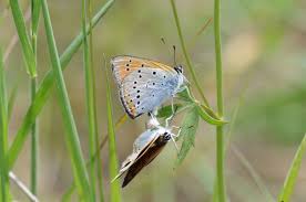 Attēlu rezultāti vaicājumam “Lycaena dispar underside”