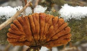 Attēlu rezultāti vaicājumam “Hypocreopsis lichenoides”