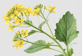 Attēlu rezultāti vaicājumam “Sinapis alba leaf”