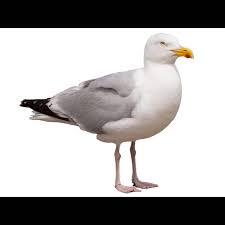 Attēlu rezultāti vaicājumam “Larus argentatus adult”