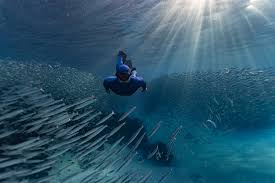 Image result for Notanx Freedive Club