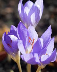 Attēlu rezultāti vaicājumam “Crocus speciosus flower”