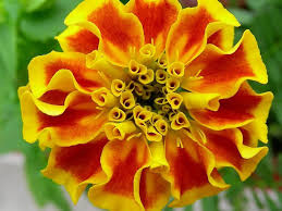 Attēlu rezultāti vaicājumam “Calendula officinalis flower”