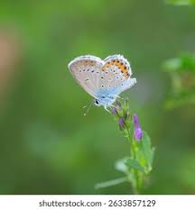 Attēlu rezultāti vaicājumam “Plebejus argyrognomon underside”