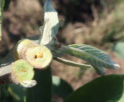 Attēlu rezultāti vaicājumam “Rabdophaga salicis”