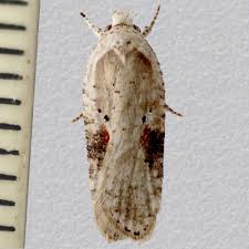 Attēlu rezultāti vaicājumam “Agonopterix alstromeriana”