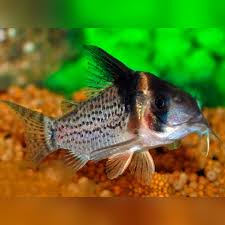 Image result for fish corydoras
