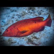 Image result for Cephalopholis fulva