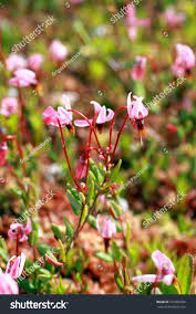 Attēlu rezultāti vaicājumam “Oxycoccus flower”