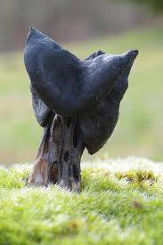 Attēlu rezultāti vaicājumam “Helvella lacunosa”