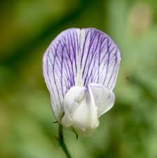 Attēlu rezultāti vaicājumam “Vicia sylvatica flower”