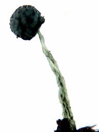 Attēlu rezultāti vaicājumam “Physarum murinum stalked”