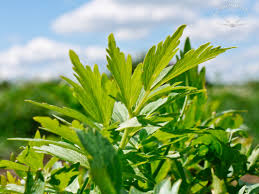 Image result for Liebstöckel