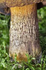 Attēlu rezultāti vaicājumam “Boletus luridus”