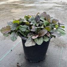 Attēlu rezultāti vaicājumam “Ajuga reptans”