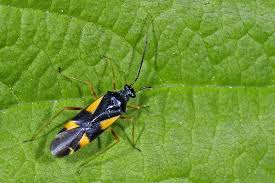 Attēlu rezultāti vaicājumam “Dryophilocoris flavoquadrimaculatus”