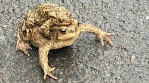 Image result for Bath Amphibians