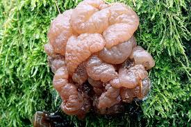 Attēlu rezultāti vaicājumam “Neobulgaria pura”