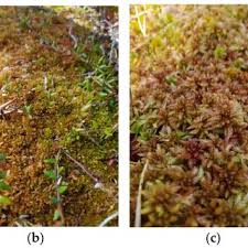 Attēlu rezultāti vaicājumam “Sphagnum fuscum”