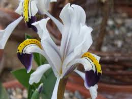 Attēlu rezultāti vaicājumam “Iris rosenbachiana”