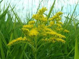 Attēlu rezultāti vaicājumam “Solidago canadensis”