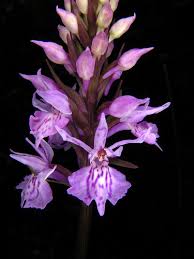 Attēlu rezultāti vaicājumam “Dactylorhiza fuchsii flower”