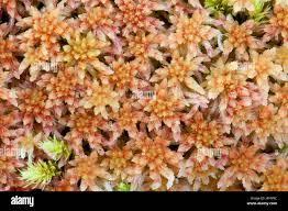 Attēlu rezultāti vaicājumam “Sphagnum rubellum”