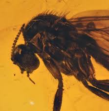 Attēlu rezultāti vaicājumam “Mycetophilidae”