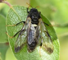 Attēlu rezultāti vaicājumam “Cimbex femoratus imago”