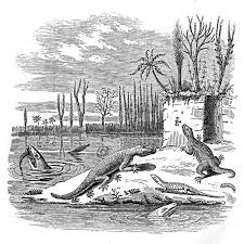 Attēlu rezultāti vaicājumam “Lycogala convexum young”