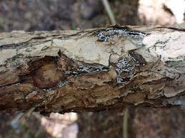 Attēlu rezultāti vaicājumam “Dianema depressum spores”