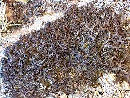 Attēlu rezultāti vaicājumam “Anaptychia ciliaris”