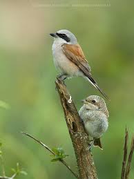 Attēlu rezultāti vaicājumam “Lanius collurio male”