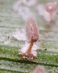 Attēlu rezultāti vaicājumam “Diachea leucopodia stalked”