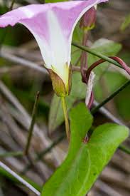 Attēlu rezultāti vaicājumam “Calystegia sepium”