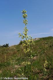 Attēlu rezultāti vaicājumam “Silene otites fruit”