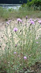 Attēlu rezultāti vaicājumam “Centaurea stoebe fruit”