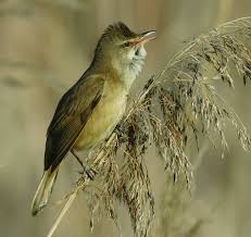 Image result for Acrocephalus arundinaceus