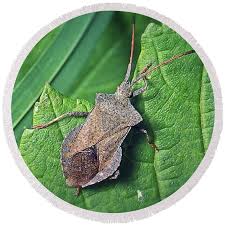 Attēlu rezultāti vaicājumam “Coreus marginatus”