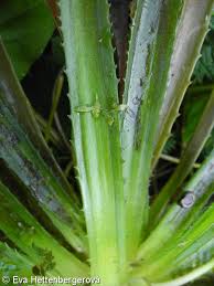 Attēlu rezultāti vaicājumam “Stratiotes aloides”