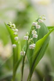 Attēlu rezultāti vaicājumam “Convallaria majalis”