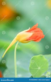 Attēlu rezultāti vaicājumam “Tropaeolum majus bud”