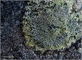 Attēlu rezultāti vaicājumam “Rhizocarpon geographicum”