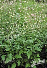 Image result for Verbena officinalis